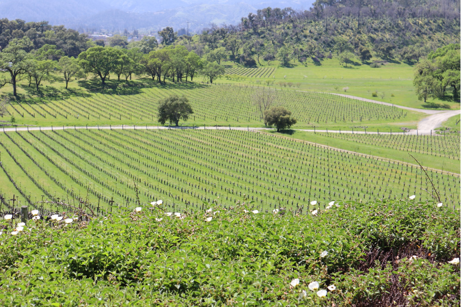 San Francisco’s Napa Valley, a wine hot spot with rolling vineyards and beautiful scenery