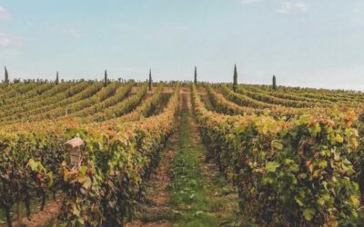 Bordeaux, a wine lover’s paradise in southwestern France