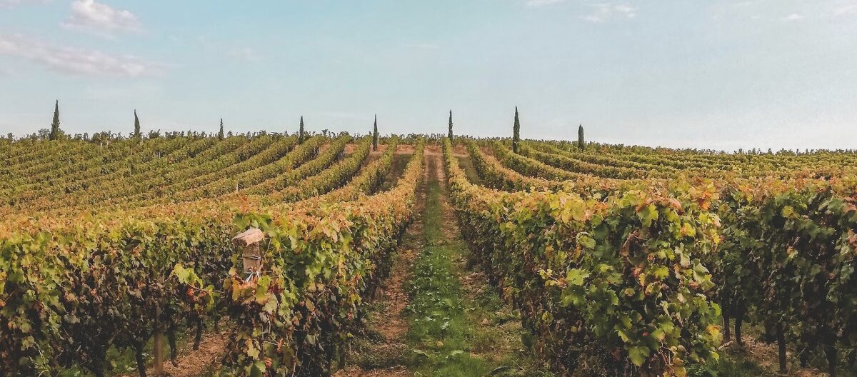 A vineyard in Bordeaux