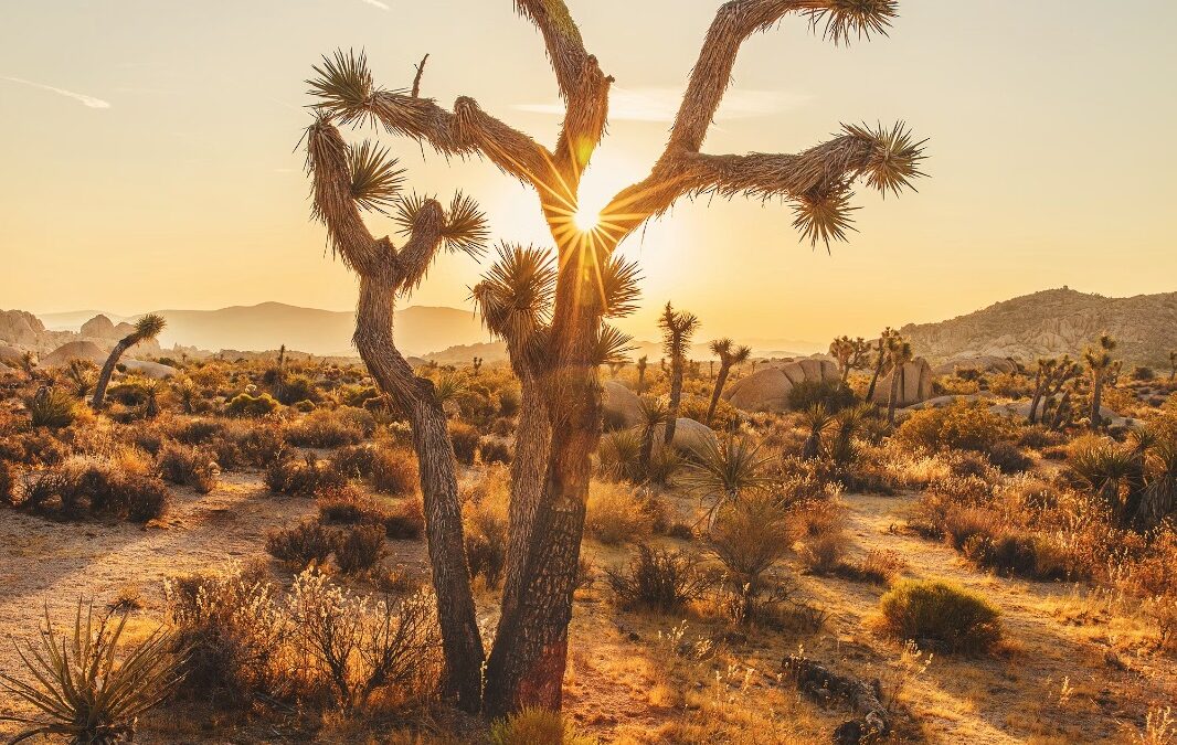 Joshua Tree National Park, a desert oasis of natural wonders