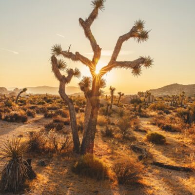 Joshua Tree National Park, a desert oasis of natural wonders