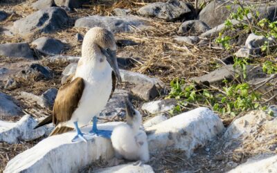 Uncovering Islands: A sightseeing heaven in the Galapagos islands