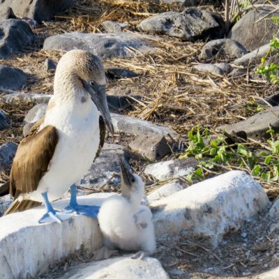 Uncovering Islands: A sightseeing heaven in the Galapagos islands