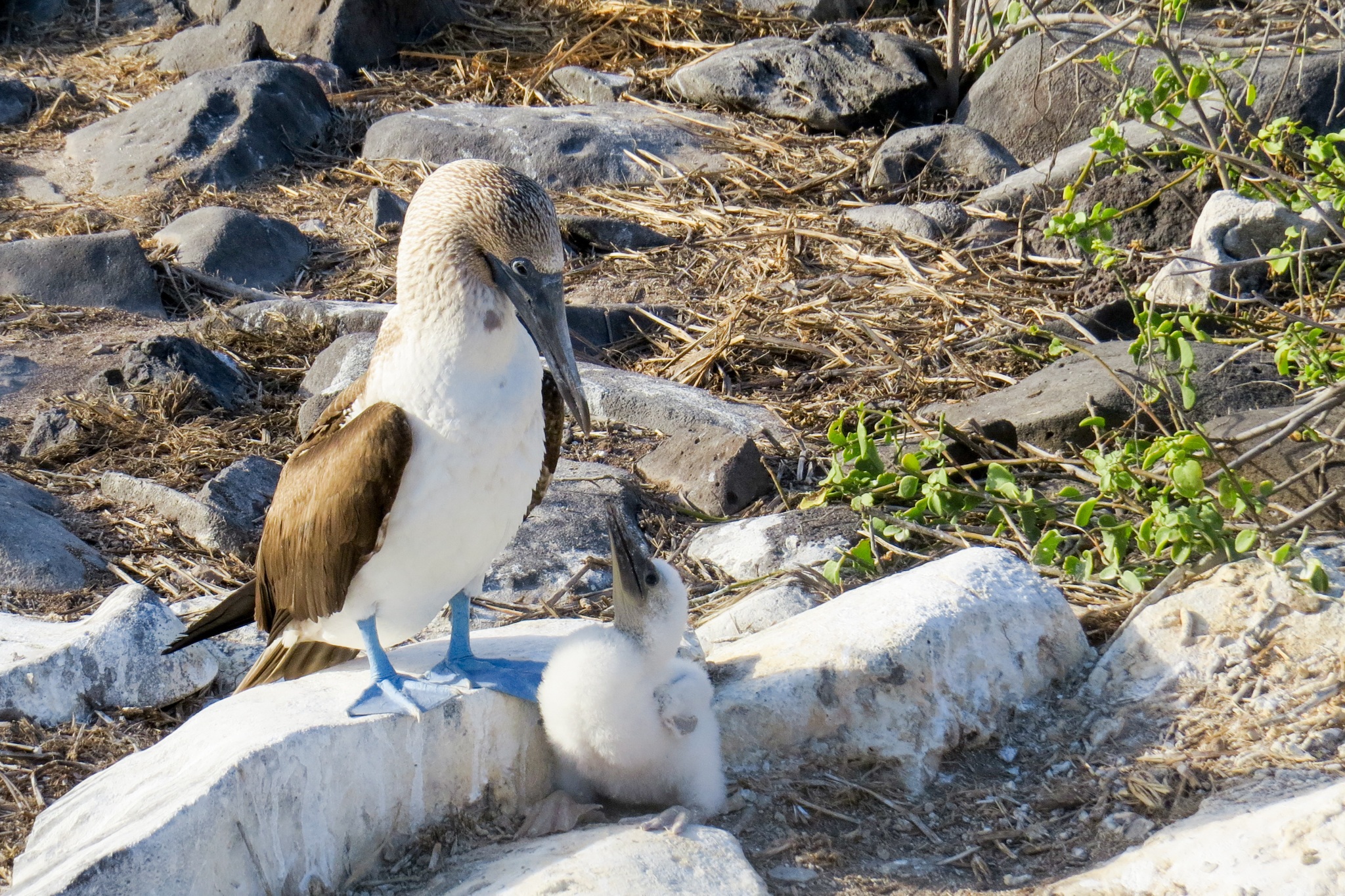 A blue footed boody from the Galapagos islands