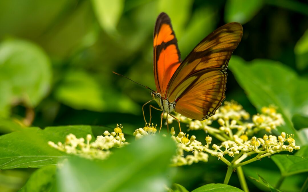 Suriname, the incredibly diverse South American nation rich in tropical rainforest