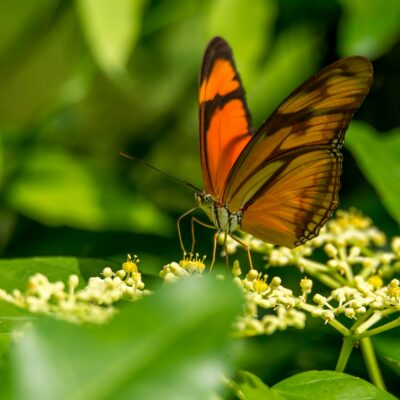 Suriname, the incredibly diverse South American nation rich in tropical rainforest