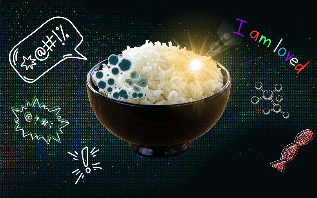 Rice Rice Baby: The Rice Experiment That Can Manifest Mould and Preserve Joy