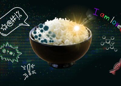 Rice Rice Baby: The Rice Experiment That Can Manifest Mould and Preserve Joy
