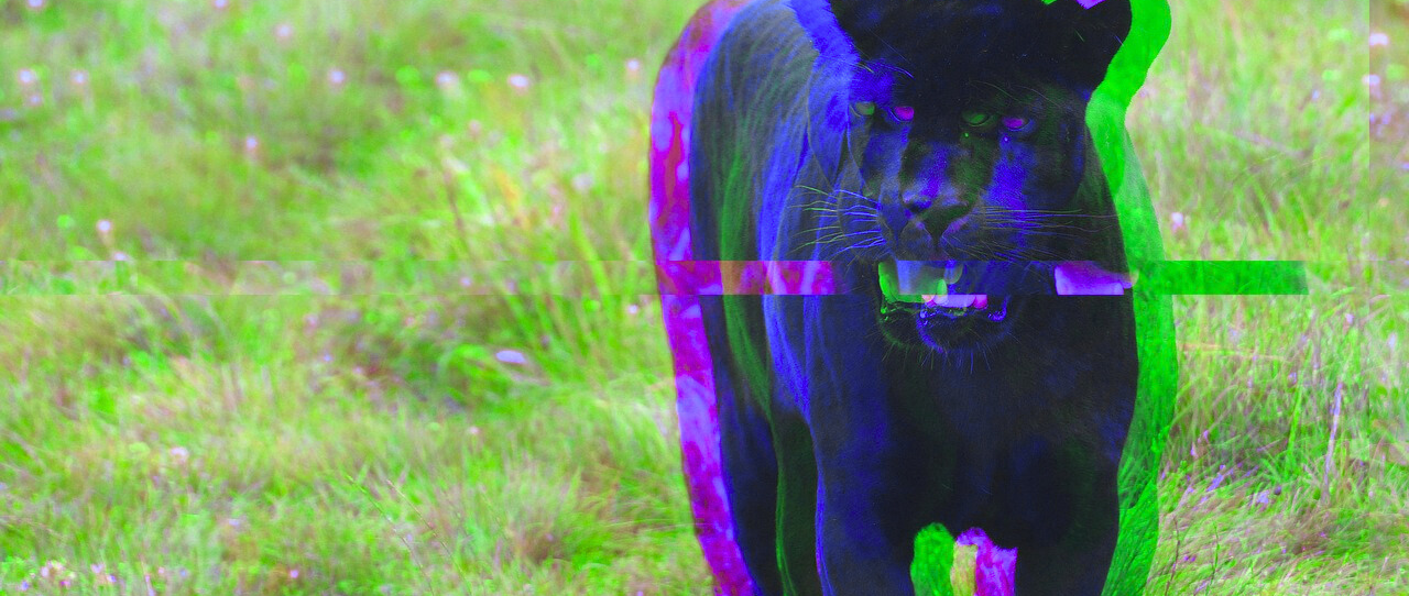 Big Cats in the Countryside: Fable, Fiction, or Frightening Reality?