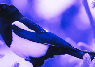 Salute The Magpie: Negative Omens or Positive Luck?