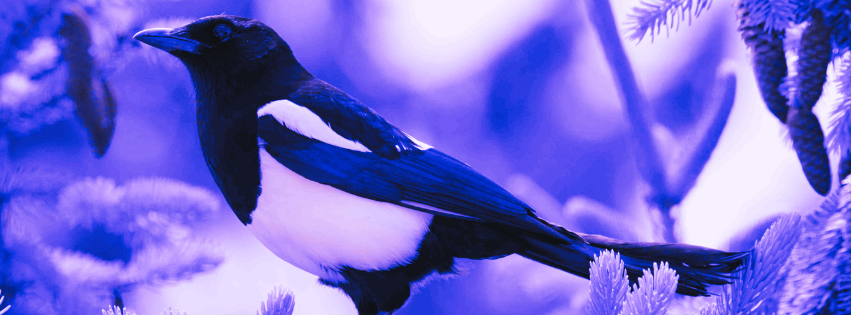Salute The Magpie: Negative Omens or Positive Luck?