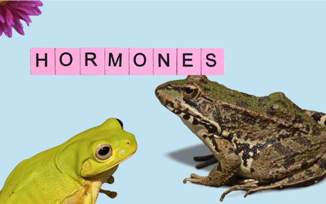 Hormones in the Water Is Making Frogs Gay?