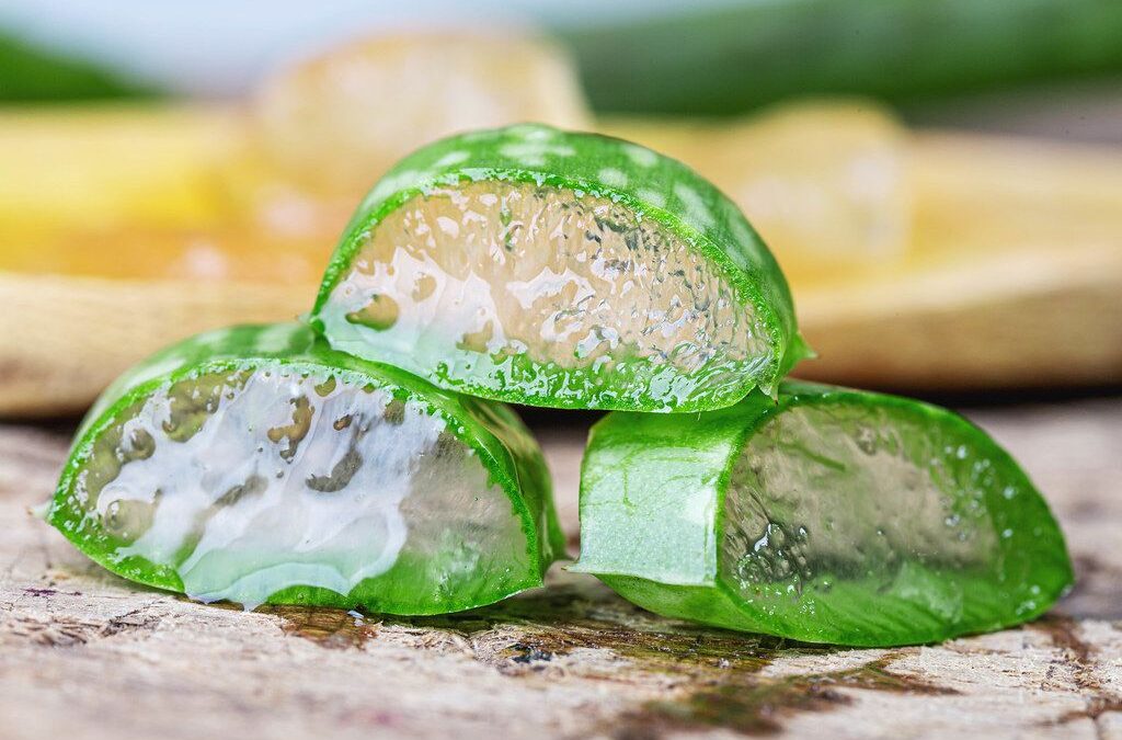 Aloe (versatile) Vera, will this plant really be the answer to curing your skin? 