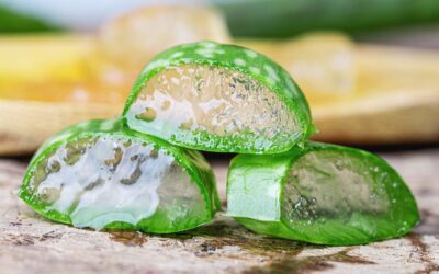 Aloe (versatile) Vera, will this plant really be the answer to curing your skin? 