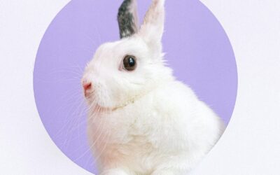 The true meaning of cruelty free: are your favourite brands included on the approved list?