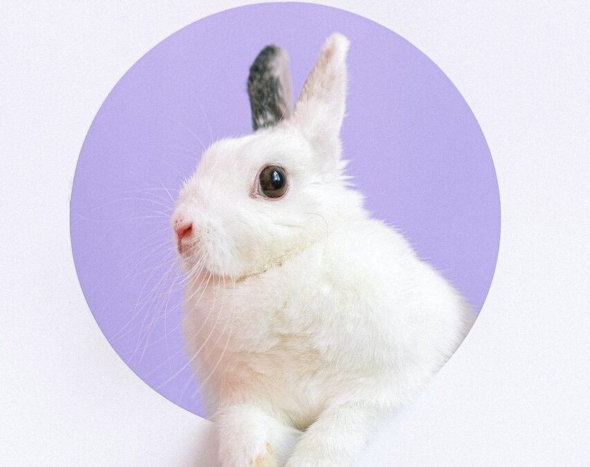 The true meaning of cruelty free: are your favourite brands included on the approved list?