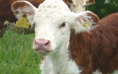 Carnivore skincare, are meat fats good for more than just deep frying chips?