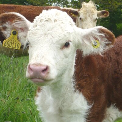 Carnivore skincare, are meat fats good for more than just deep frying chips?