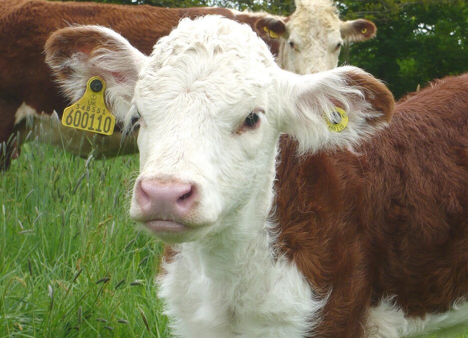 Carnivore skincare, are meat fats good for more than just deep frying chips?