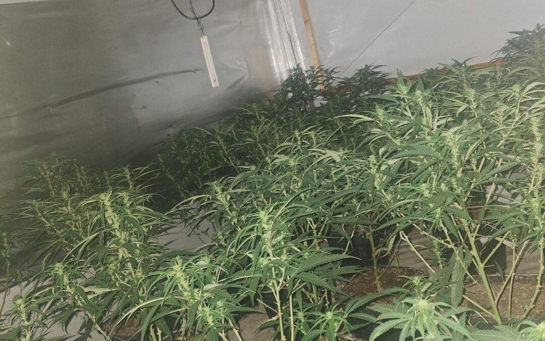 Cannabis farm crackdown in Rotherham as South Yorkshire Police raid residential property