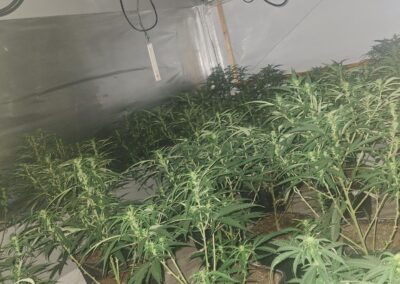 Cannabis farm crackdown in Rotherham as South Yorkshire Police raid residential property