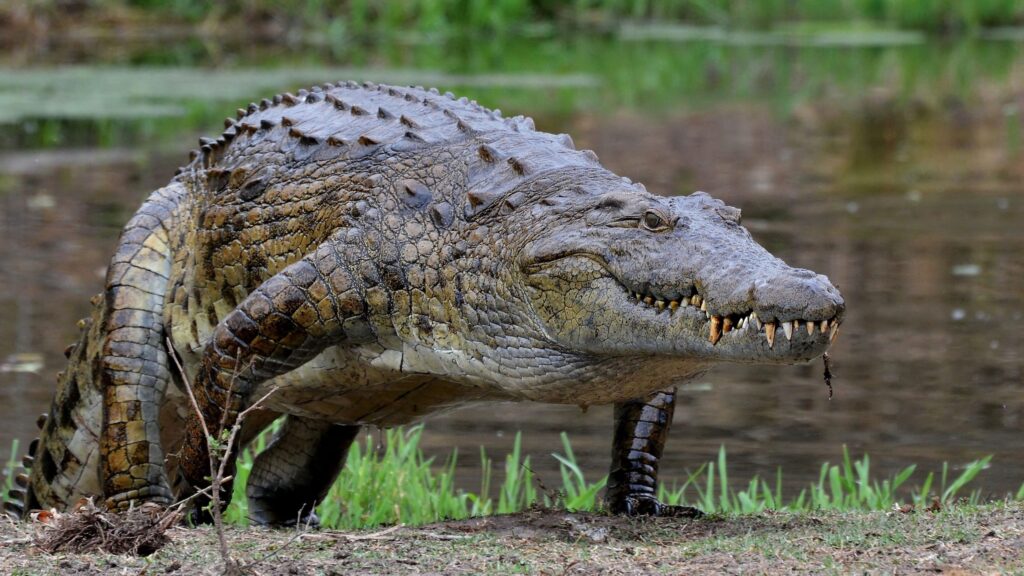 Photo of Crocodile walking in the garden