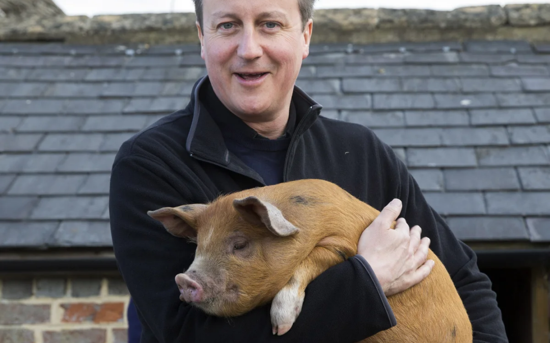 Farmers remove pigs due to David Cameron’s arrival