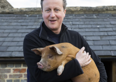 Farmers remove pigs due to David Cameron’s arrival