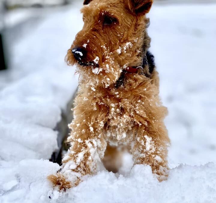 East Sheffield’s best snow pictures from today: Gallery