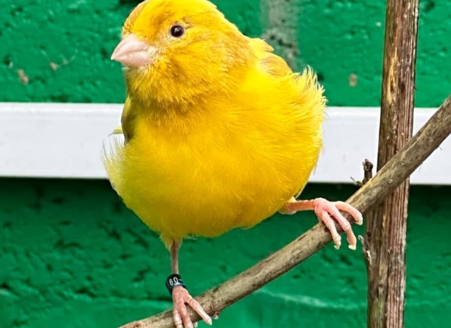 Three canaries stolen after Heeley City Farm break-in