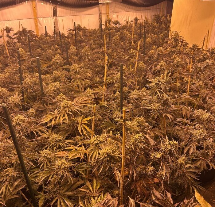 £170,000 worth of cannabis seized from a home in Park Hill