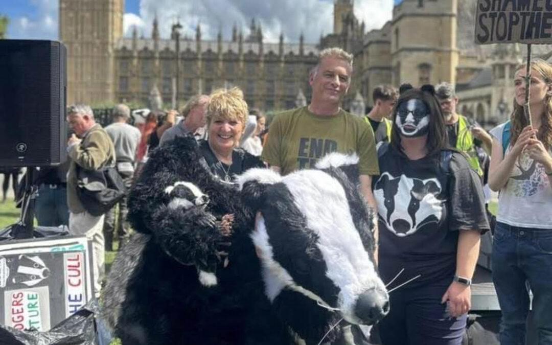 Warning issued against Badger culling in South Yorkshire