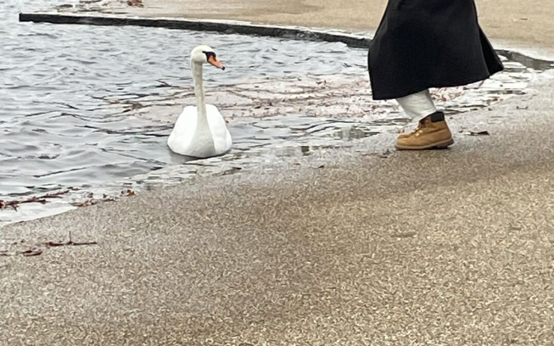 Police appeal after two baby swans killed in Barnsley