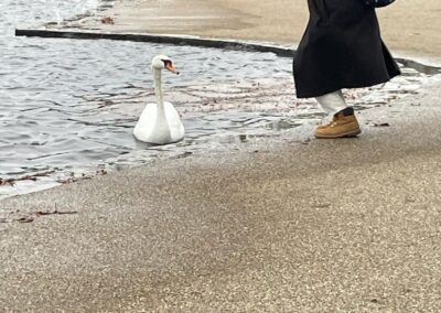 Police appeal after two baby swans killed in Barnsley