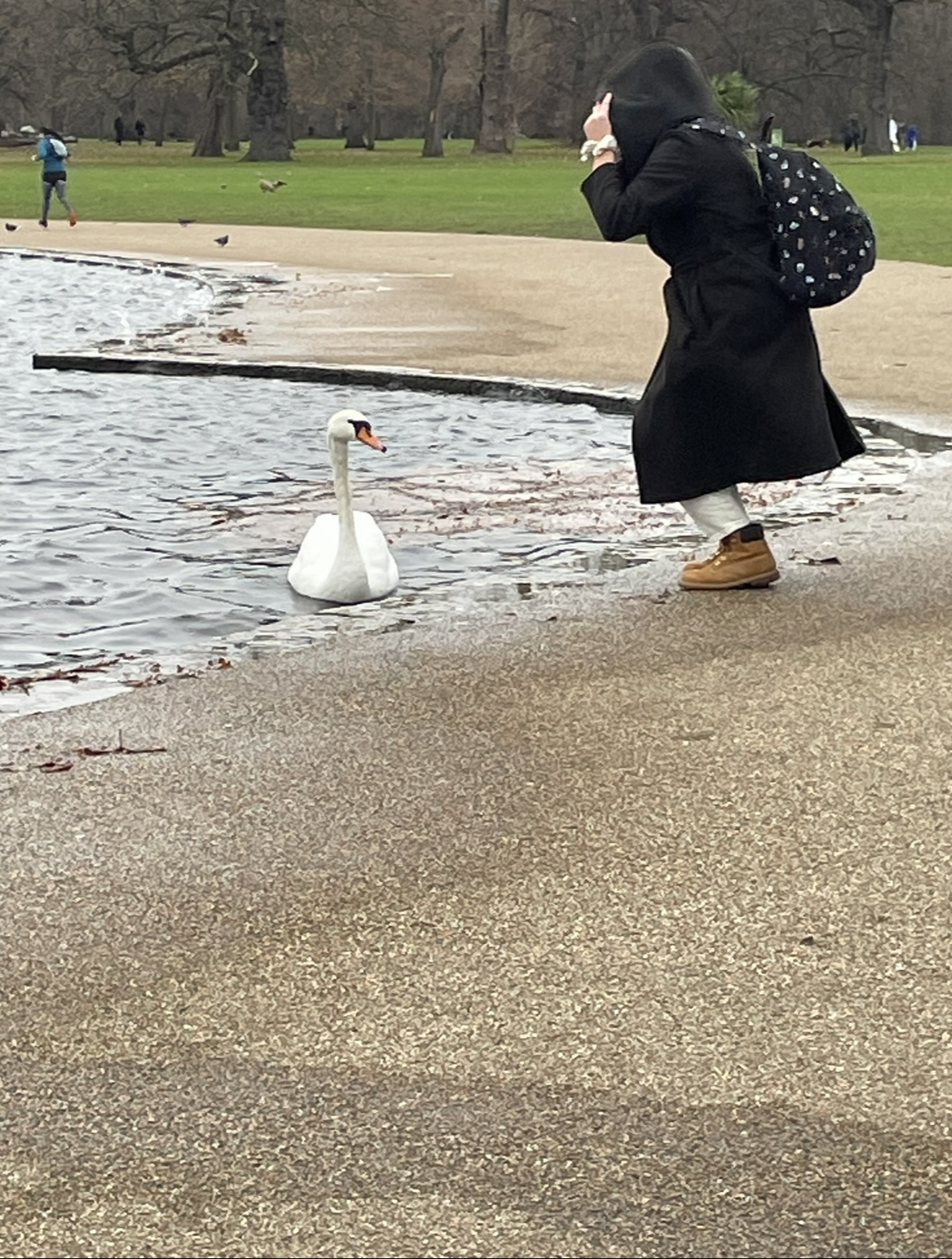 Police appeal after two baby swans killed in Barnsley