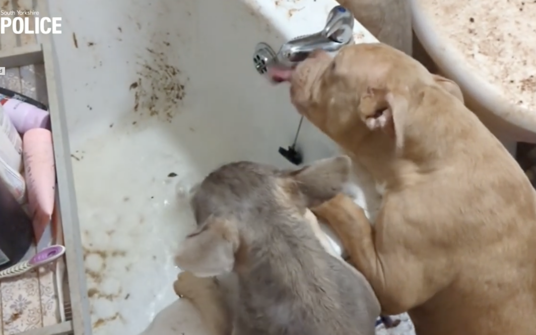 WATCH: Neglected puppies have first drink in days in filthy home  