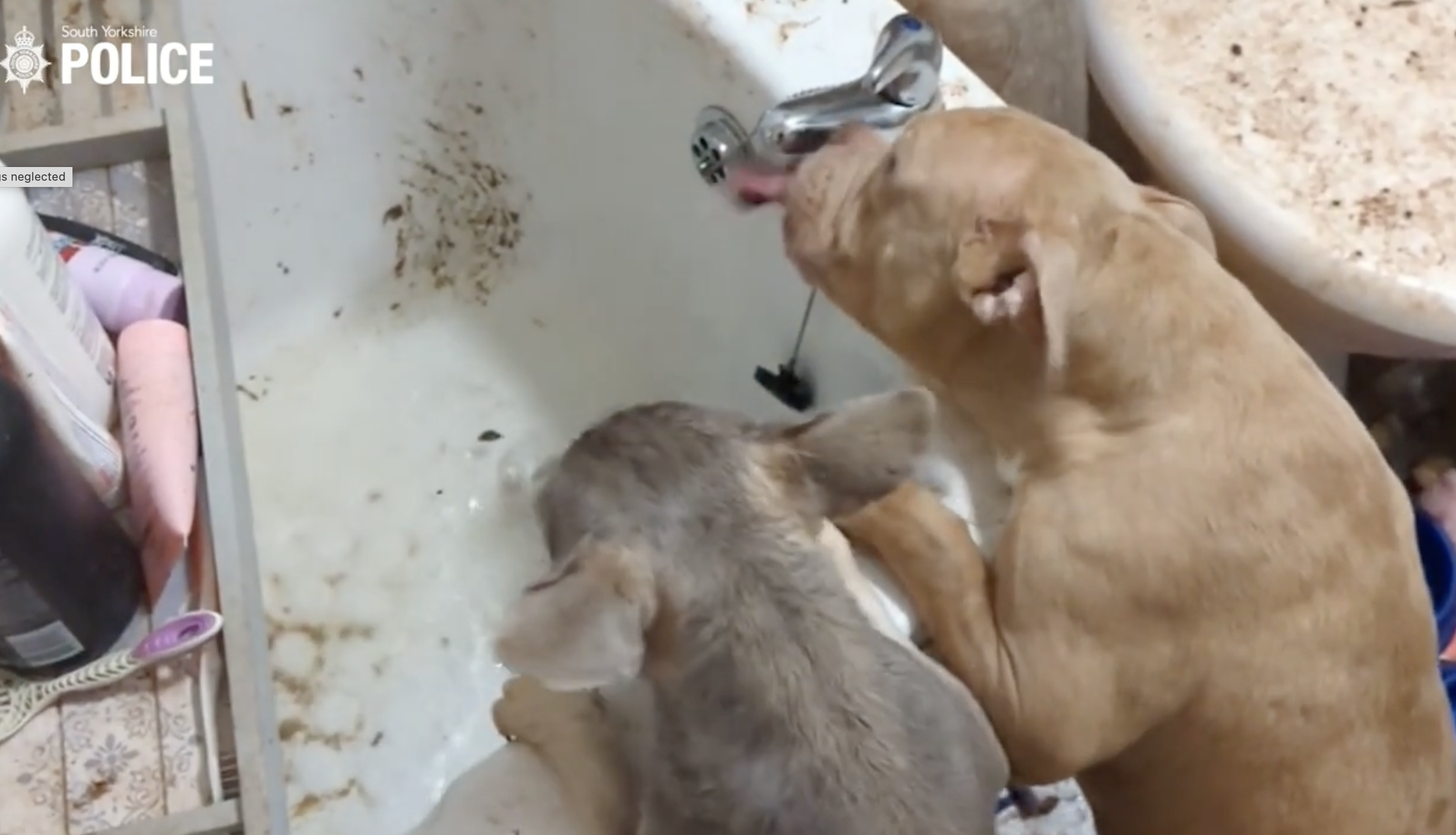 WATCH: Neglected puppies have first drink in days in filthy home  