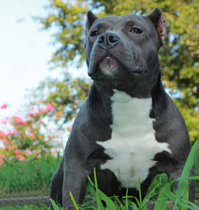 XL Bully brutally attacks family dog in South Yorkshire