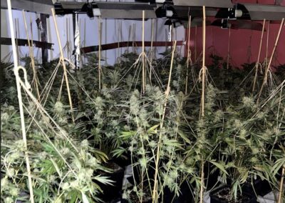 Enquiries ongoing to locate suspects of £170,000 raided cannabis farm in Sheffield