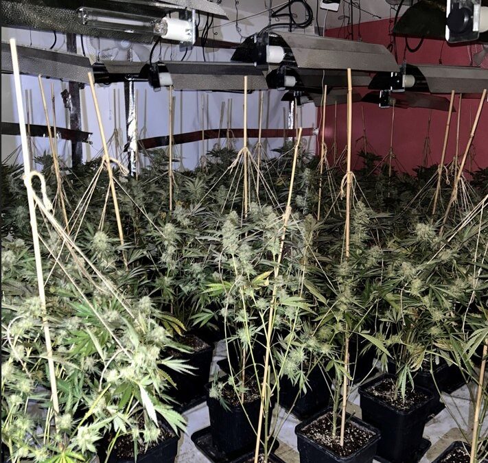 Enquiries ongoing to locate suspects of £170,000 raided cannabis farm in Sheffield