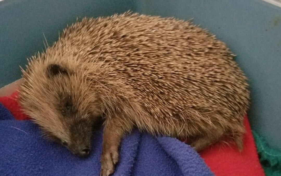 Sheffield ‘Hogspital’ share’s best hedgehog tips before bonfire night 