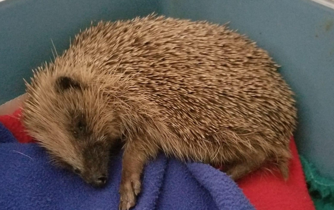 Hedgehog at the 'hogspital'