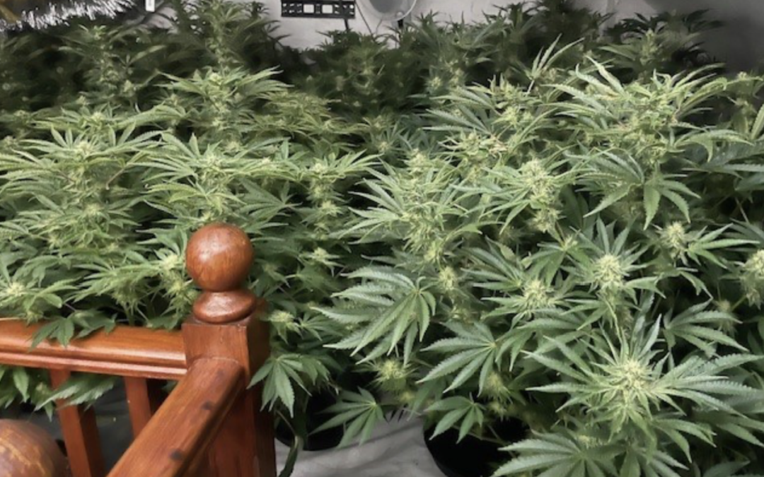 £100,000 cannabis factory discovered after attempted break-in