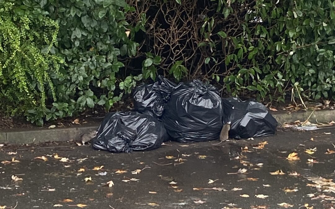 Rats flock and rubbish builds as bins are removed