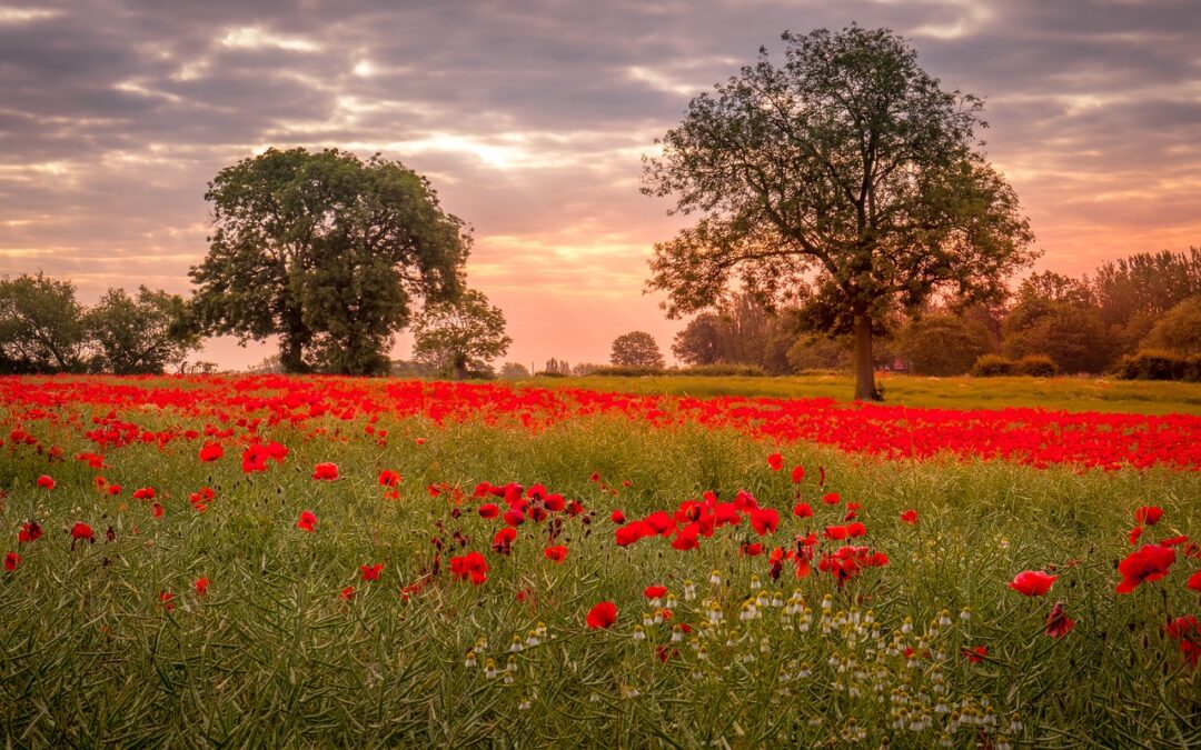 Free travel for veterans this Remembrance Day