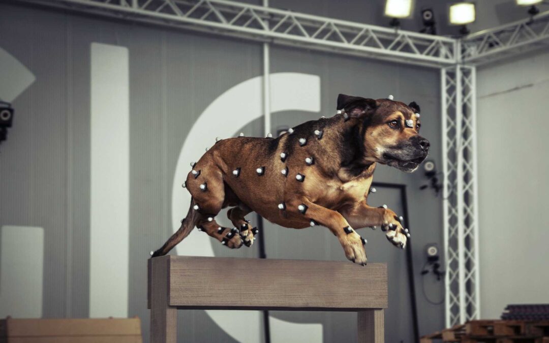 How animal mocap brings the Wild to your living room