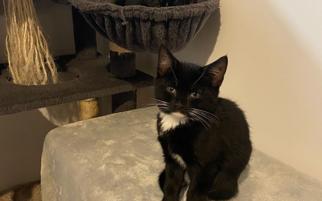 National Black Cat Day: Why you should consider adopting one