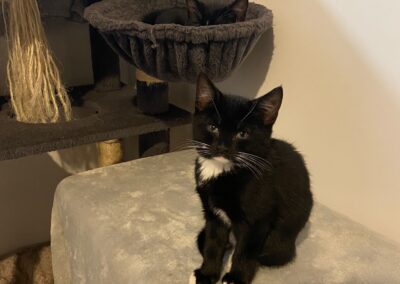 National Black Cat Day: Why you should consider adopting one