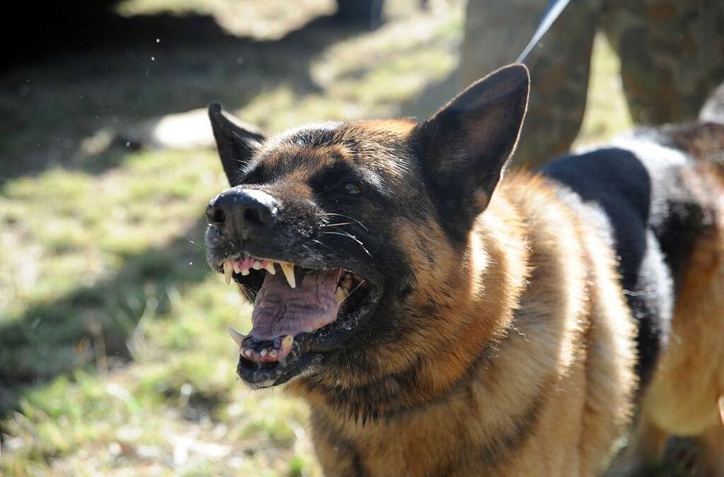 Appeal after five-year-old boy attacked by three dogs in Doncaster