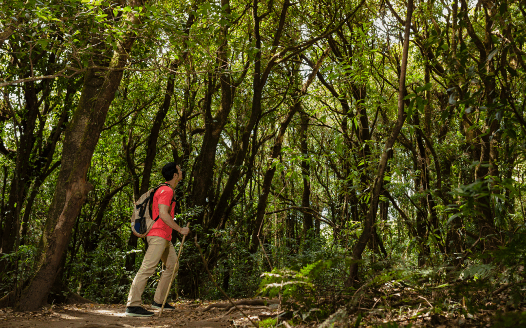 Indigenous led reforestation project thrives in Panama